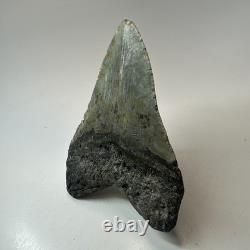 Megalodon Shark Tooth 5.23 Inch Beautiful Amazing Fossil Authentic 19720