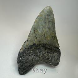 Megalodon Shark Tooth 5.23 Inch Beautiful Amazing Fossil Authentic 19720