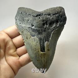 Megalodon Shark Tooth 5.23 Inch Beautiful Amazing Fossil Authentic 19720