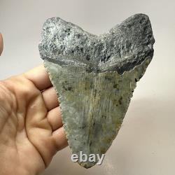 Megalodon Shark Tooth 5.23 Inch Beautiful Amazing Fossil Authentic 19720