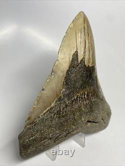 Megalodon Shark Tooth 5.24 Huge Authentic Fossil Natural 13032