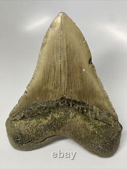 Megalodon Shark Tooth 5.24 Huge Authentic Fossil Natural 13032