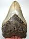 Megalodon Shark Tooth 5.24 Real Fossil Xxl Shark Teeth No Restorations