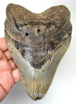 Megalodon Shark Tooth 5.24 Real Fossil XXL Shark Teeth No Restorations