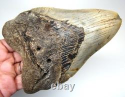 Megalodon Shark Tooth 5.24 Real Fossil XXL Shark Teeth No Restorations