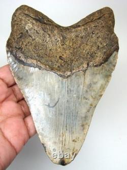 Megalodon Shark Tooth 5.24 Real Fossil XXL Shark Teeth No Restorations