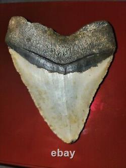 Megalodon Shark Tooth 5.25 Huge Teeth Big Meg Beautiful Lot Of 1 Rare Fossil