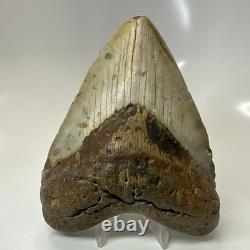 Megalodon Shark Tooth 5.25 Inch Beautiful Authentic Fossil Massive 20596