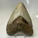 Megalodon Shark Tooth 5.25 Inch Beautiful Authentic Fossil Massive 20596