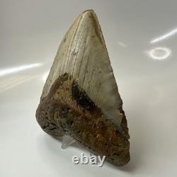 Megalodon Shark Tooth 5.25 Inch Beautiful Authentic Fossil Massive 20596