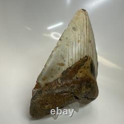 Megalodon Shark Tooth 5.25 Inch Beautiful Authentic Fossil Massive 20596
