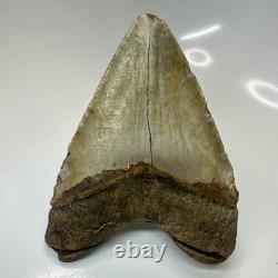 Megalodon Shark Tooth 5.25 Inch Beautiful Authentic Fossil Massive 20596