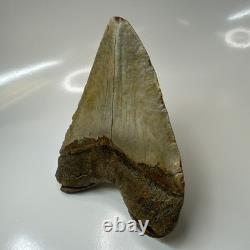 Megalodon Shark Tooth 5.25 Inch Beautiful Authentic Fossil Massive 20596