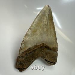 Megalodon Shark Tooth 5.25 Inch Beautiful Authentic Fossil Massive 20596
