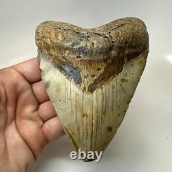 Megalodon Shark Tooth 5.25 Inch Beautiful Authentic Fossil Massive 20596