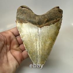 Megalodon Shark Tooth 5.25 Inch Beautiful Authentic Fossil Massive 20596