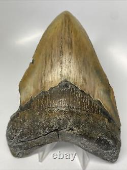 Megalodon Shark Tooth 5.25 Large Colorful Fossil Natural 13133