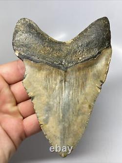 Megalodon Shark Tooth 5.25 Large Colorful Fossil Natural 13133