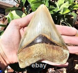 Megalodon Shark Tooth 5.26 Fossil & Stand Fossilized Teeth See Condition