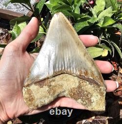 Megalodon Shark Tooth 5.26 Fossil & Stand Fossilized Teeth See Condition