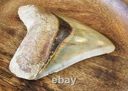 Megalodon Shark Tooth 5.26 Fossil & Stand Fossilized Teeth See Condition