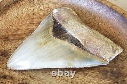 Megalodon Shark Tooth 5.26 Fossil & Stand Fossilized Teeth See Condition