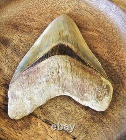Megalodon Shark Tooth 5.26 Fossil & Stand Fossilized Teeth See Condition