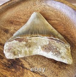 Megalodon Shark Tooth 5.26 Fossil & Stand Fossilized Teeth See Condition