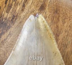 Megalodon Shark Tooth 5.26 Fossil & Stand Fossilized Teeth See Condition