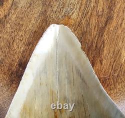 Megalodon Shark Tooth 5.26 Fossil & Stand Fossilized Teeth See Condition
