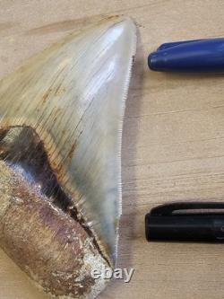 Megalodon Shark Tooth 5.26 Fossil & Stand Fossilized Teeth See Condition