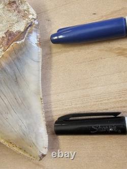 Megalodon Shark Tooth 5.26 Fossil & Stand Fossilized Teeth See Condition