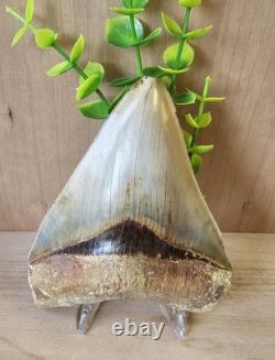 Megalodon Shark Tooth 5.26 Fossil & Stand Fossilized Teeth See Condition