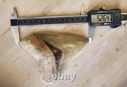 Megalodon Shark Tooth 5.26 Fossil & Stand Fossilized Teeth See Condition