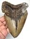 Megalodon Shark Tooth 5.26 Real Fossil Huge Shark Teeth No Restorations
