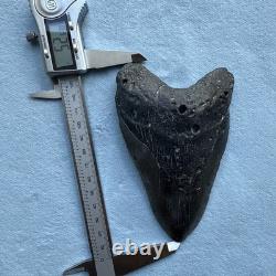 Megalodon Shark Tooth 5.26-inch Fossil NC #4A
