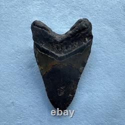 Megalodon Shark Tooth 5.26-inch Fossil NC #4A