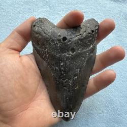 Megalodon Shark Tooth 5.26-inch Fossil NC #4A