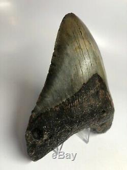 Megalodon Shark Tooth 5.27 Amazing Beautiful Fossil Real 4827