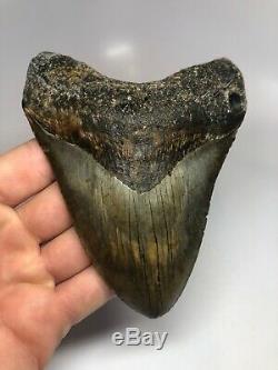 Megalodon Shark Tooth 5.27 Amazing Beautiful Fossil Real 4827