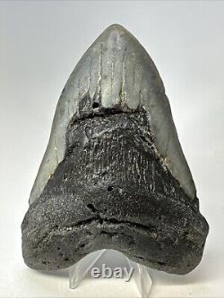 Megalodon Shark Tooth 5.27 Big Natural Fossil Authentic 18977