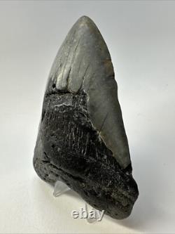 Megalodon Shark Tooth 5.27 Big Natural Fossil Authentic 18977