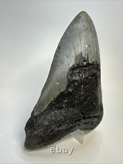 Megalodon Shark Tooth 5.27 Big Natural Fossil Authentic 18977