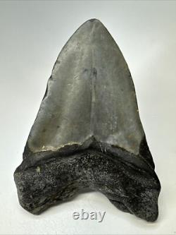 Megalodon Shark Tooth 5.27 Big Natural Fossil Authentic 18977