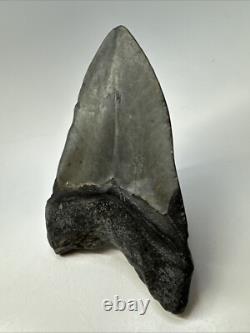 Megalodon Shark Tooth 5.27 Big Natural Fossil Authentic 18977
