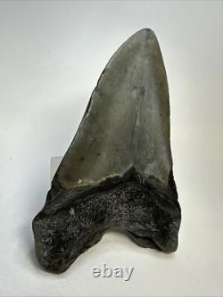 Megalodon Shark Tooth 5.27 Big Natural Fossil Authentic 18977
