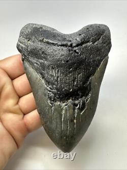 Megalodon Shark Tooth 5.27 Big Natural Fossil Authentic 18977