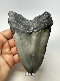 Megalodon Shark Tooth 5.27 Big Natural Fossil Authentic 18977