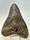 Megalodon Shark Tooth 5.27 Huge Colorful Fossil Authentic 19095