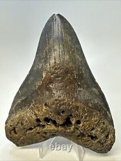 Megalodon Shark Tooth 5.27 Huge Colorful Fossil Authentic 19095